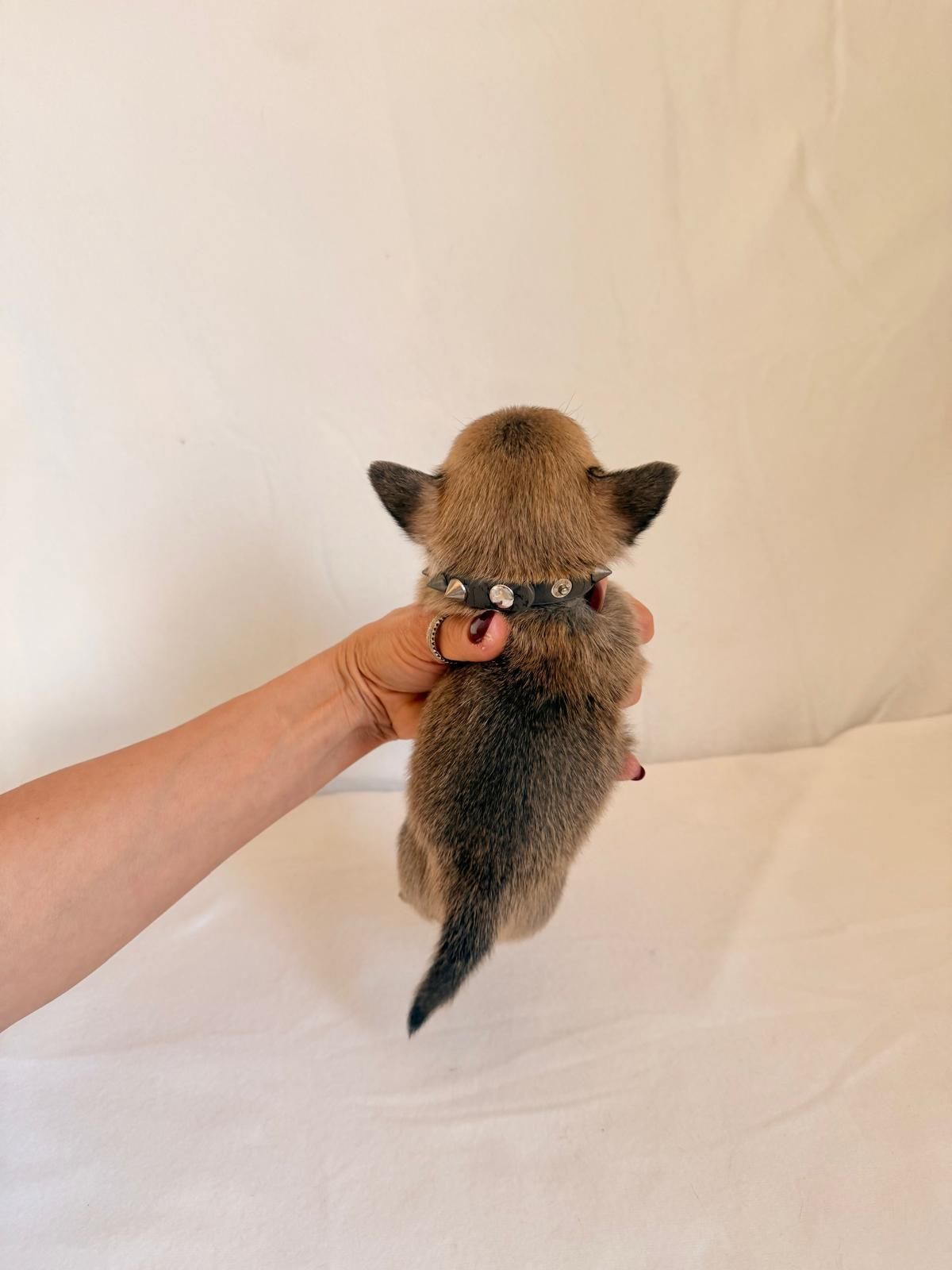 Un minuscolo cucciolo di volpe viene tenuto in braccio da una mano, su uno sfondo bianco uniforme.