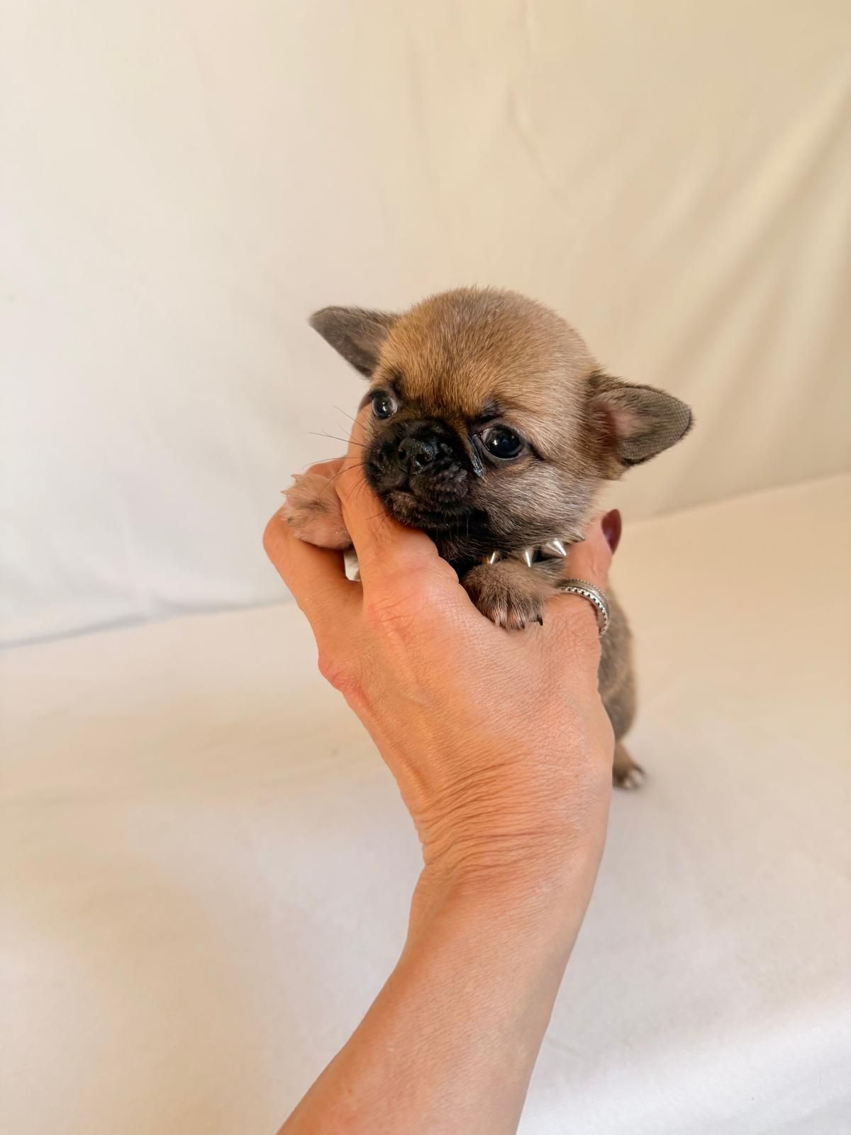 Un minuscolo cucciolo color beige viene tenuto delicatamente in mano da una persona, su uno sfondo bianco uniforme.