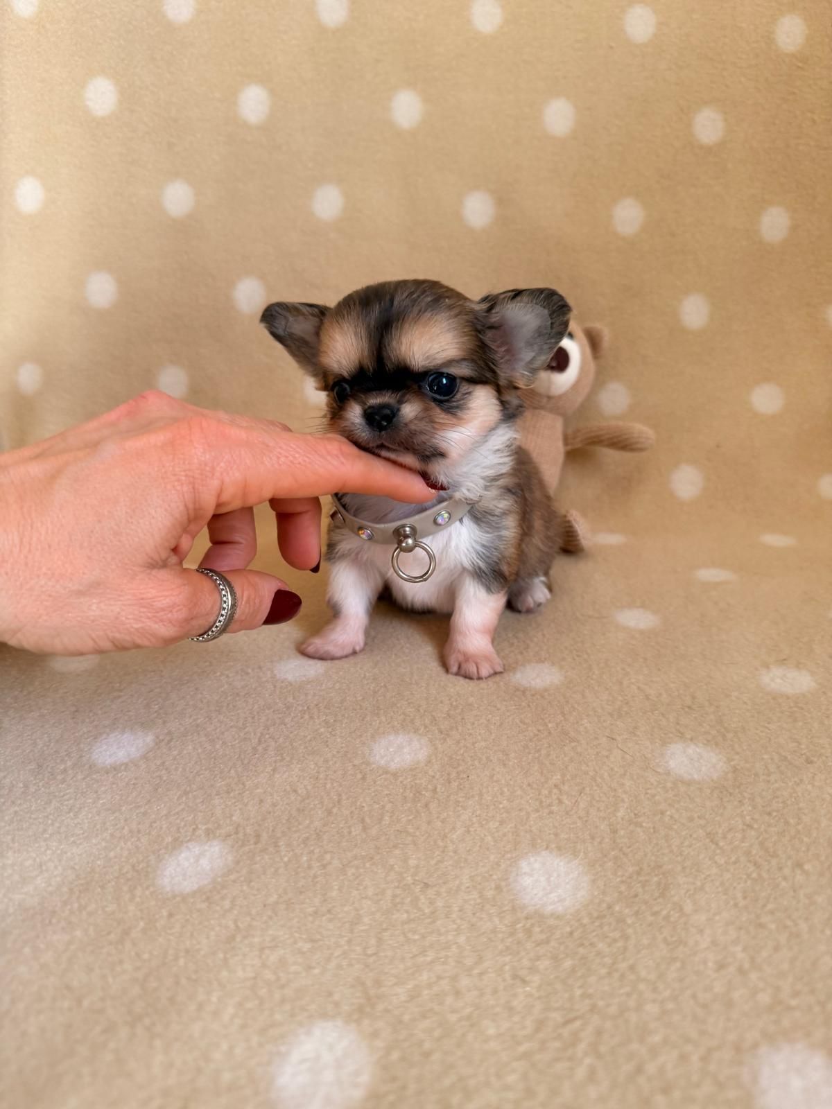 Un minuscolo cucciolo di Chihuahua viene tenuto delicatamente per un dito su una coperta beige a pois.