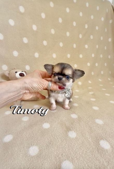 Un minuscolo cucciolo di Chihuahua viene tenuto in braccio su una coperta beige a pois, con un orsacchiotto di peluche nelle vicinanze.