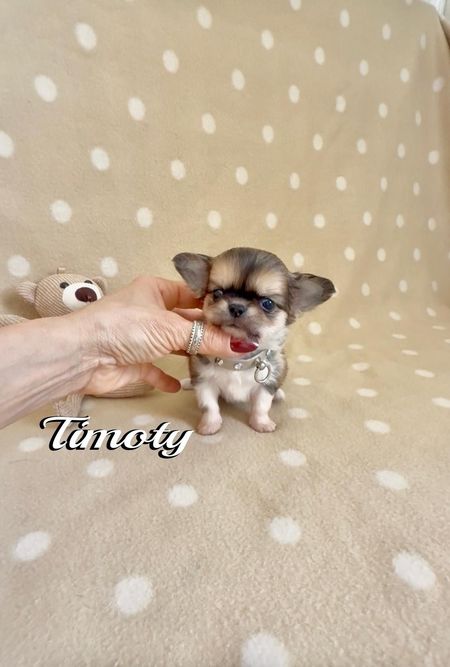 Un minuscolo cucciolo di Chihuahua viene tenuto in braccio su una coperta beige a pois, con un orsacchiotto di peluche nelle vicinanze.