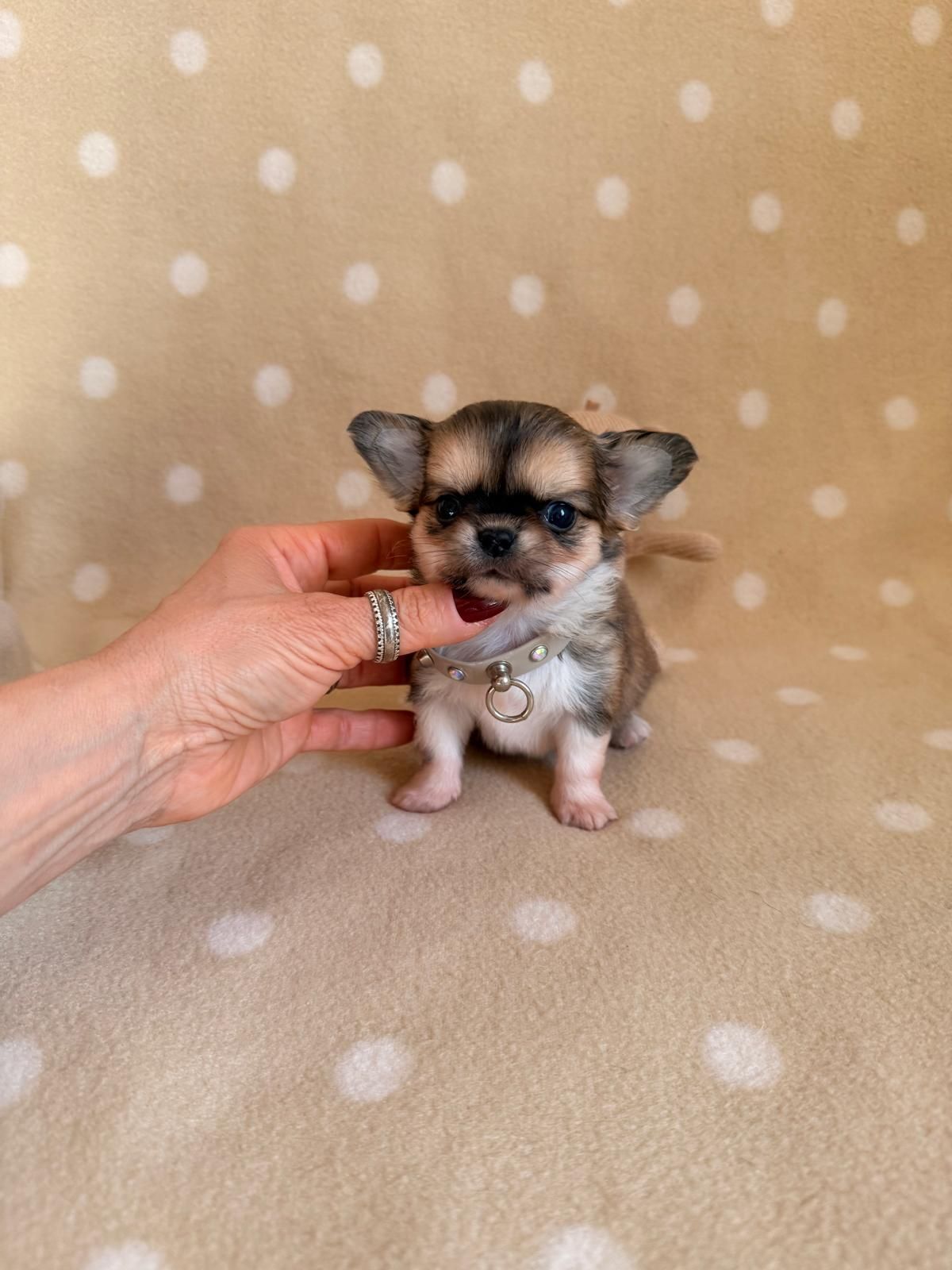 Un minuscolo cucciolo di Chihuahua tenuto in braccio da una mano, sullo sfondo di un motivo a pois beige.
