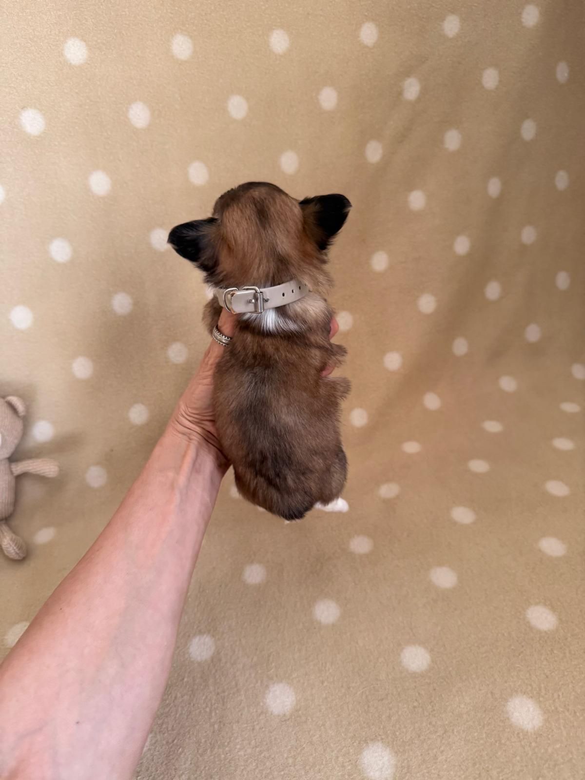 Un minuscolo cucciolo marrone viene tenuto in braccio da una mano contro una coperta beige a pois.