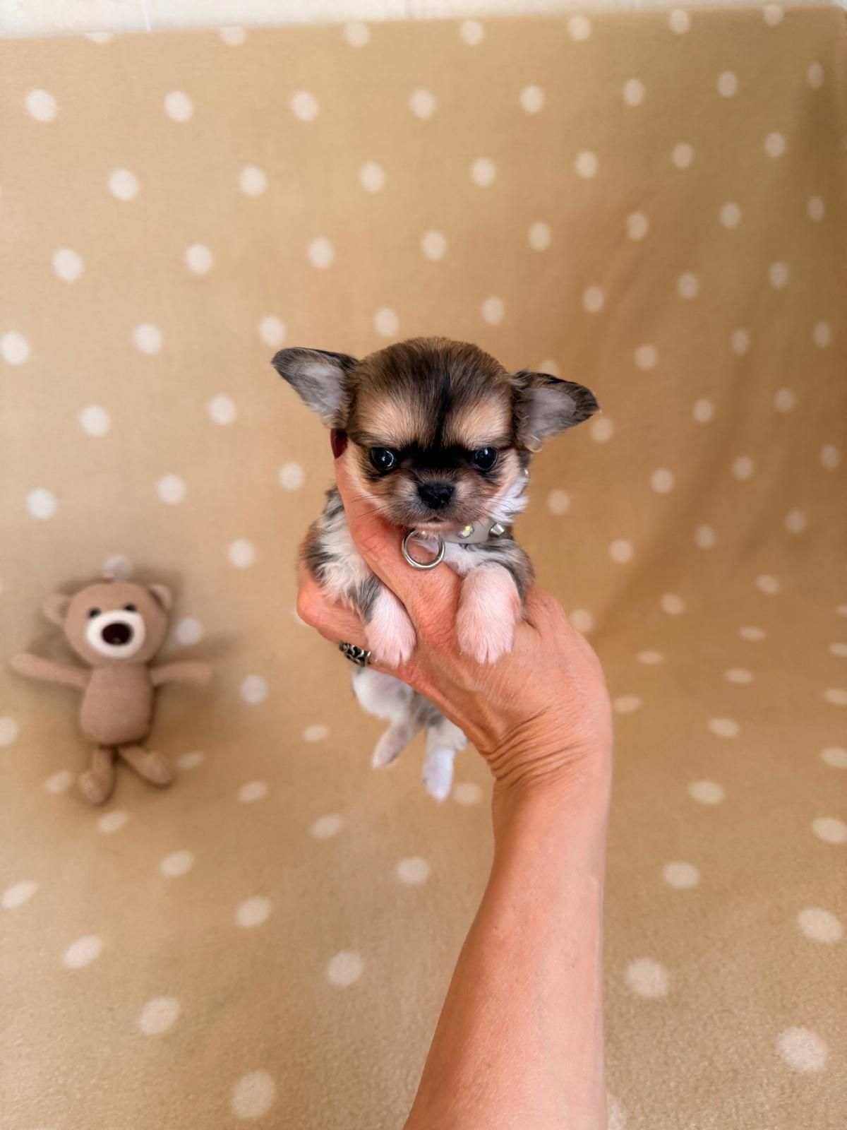 Un minuscolo cucciolo di Chihuahua in una mano, su uno sfondo beige a pois, con un piccolo orsacchiotto nelle vicinanze.