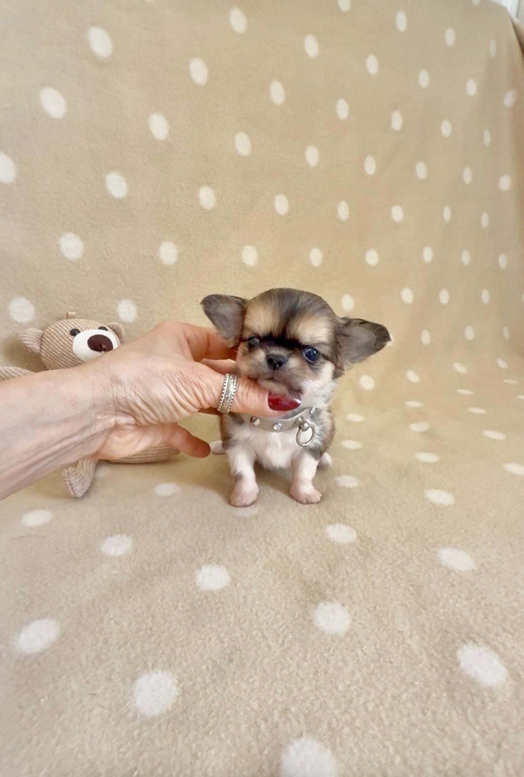 Un minuscolo cucciolo di Chihuahua tenuto per mano su una coperta beige a pois, con la lingua di fuori e le orecchie dritte.