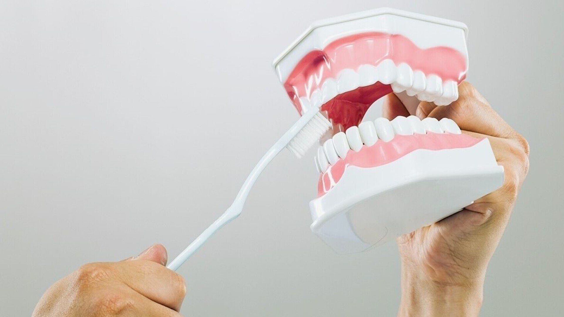 A person is brushing a model of teeth with a toothbrush.