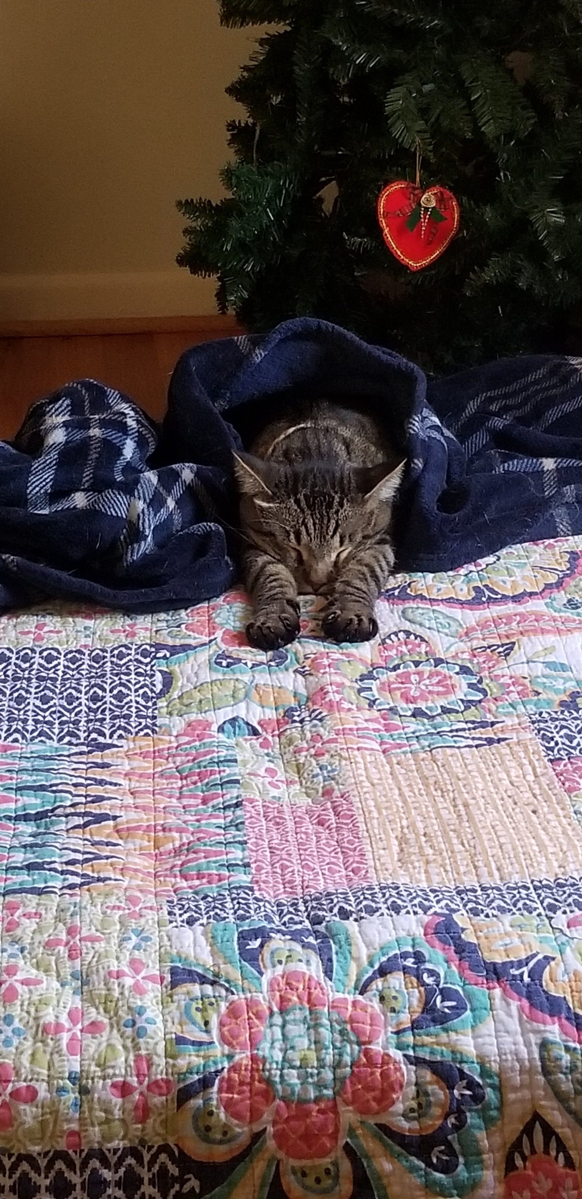 Cat on the Bed | Homewood, Alabama | Oxmoor Animal Clinic