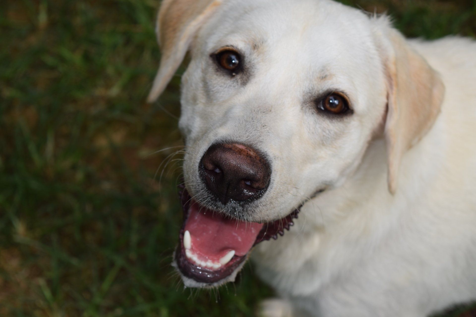 White Dog | Homewood, Alabama | Oxmoor Animal Clinic
