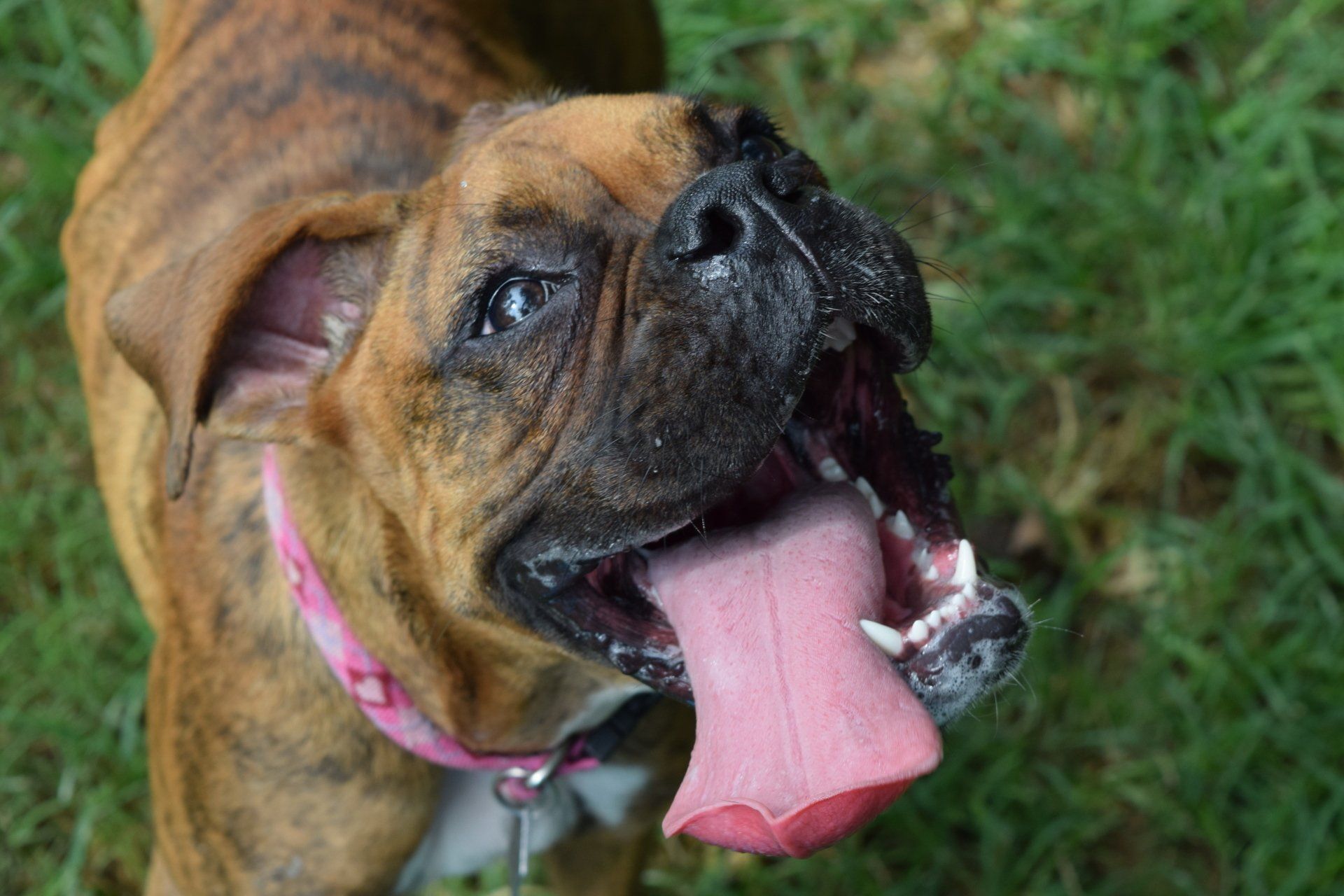 Ginger Cat | Homewood, Alabama | Oxmoor Animal Clinic