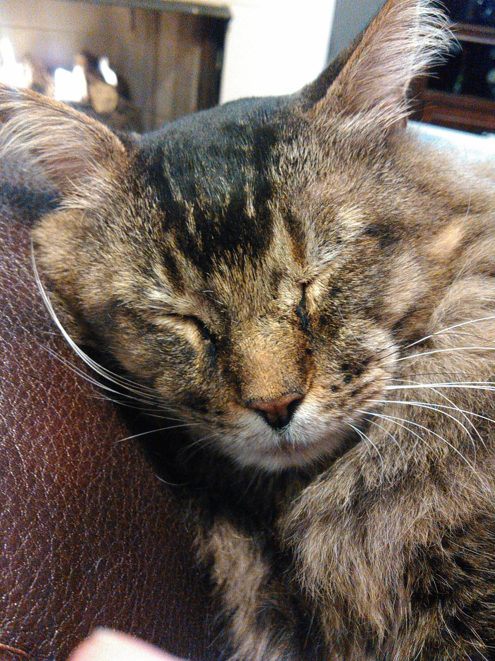 Sleeping Cat | Homewood, Alabama | Oxmoor Animal Clinic