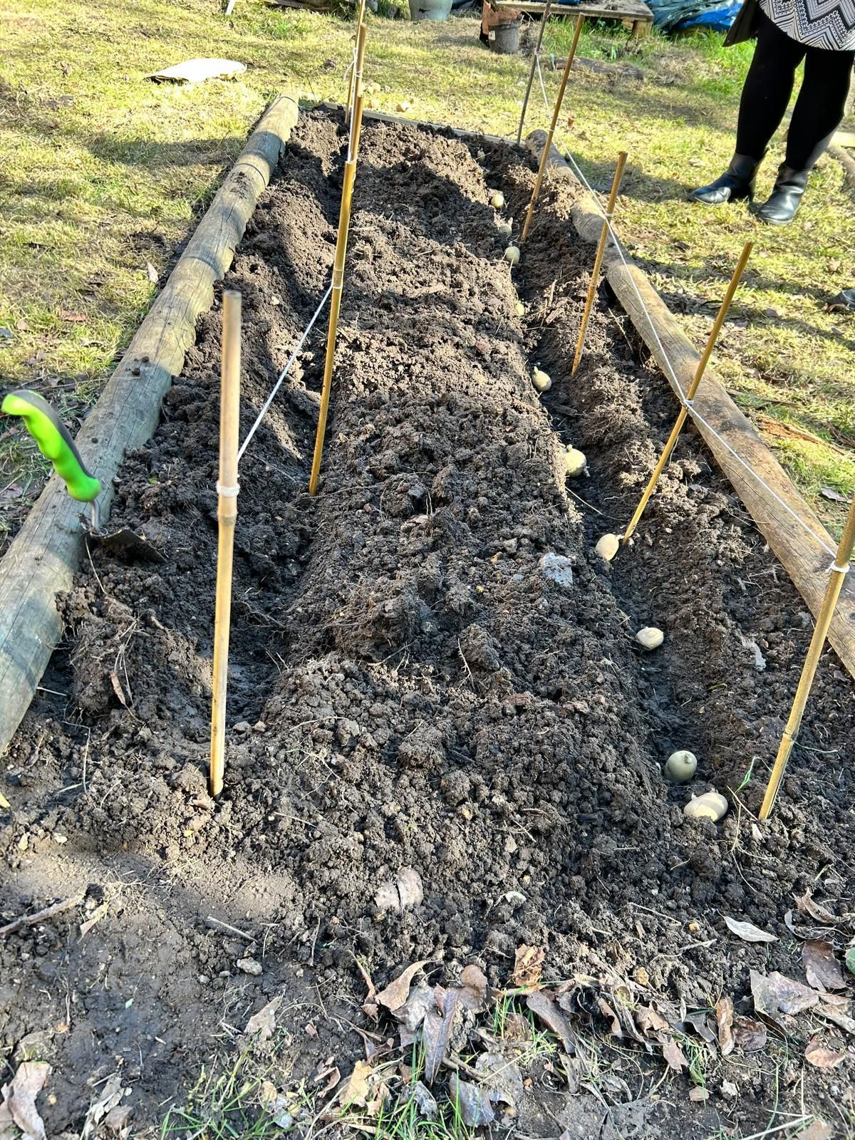 A person is standing in a garden with a shovel in the dirt vegetable patch.