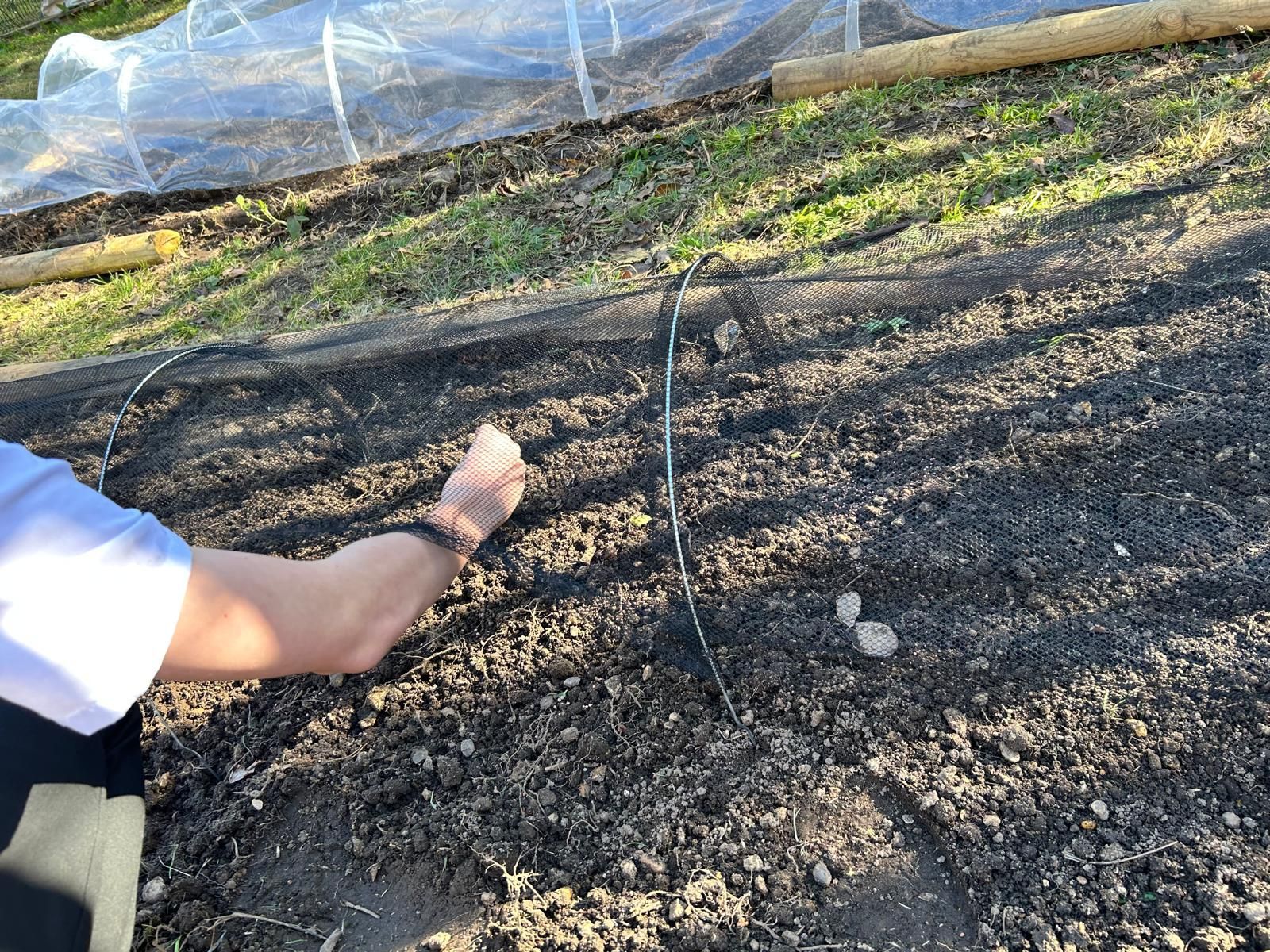 A person is planting a plant in the dirt in a garden.
