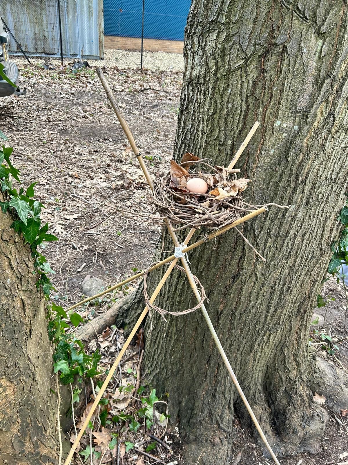 A bird nest is sitting on the side of a tree.