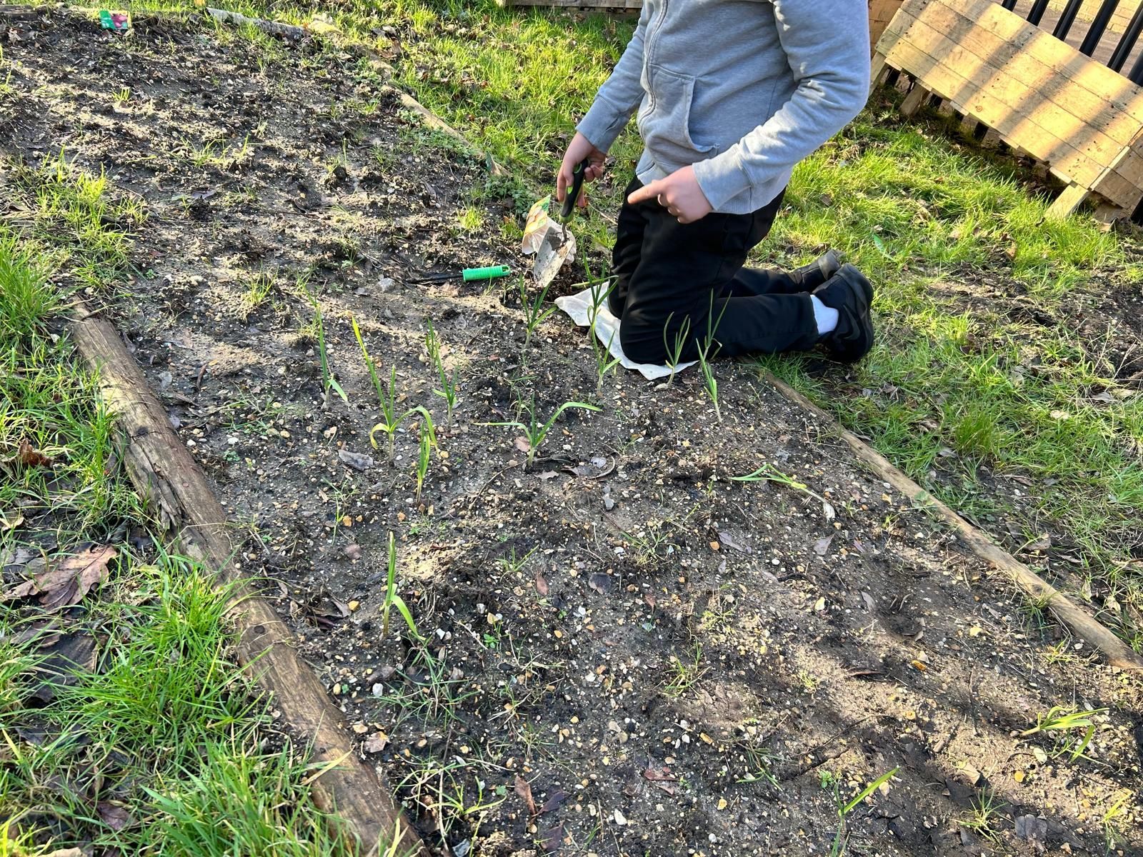 A person is kneeling down in a garden holding a shovel.