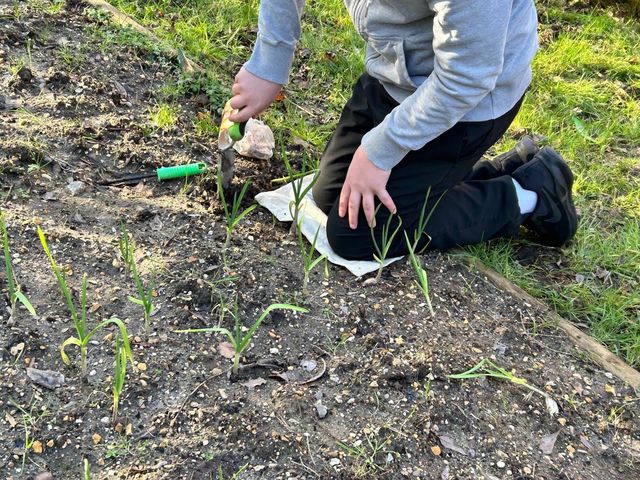 A person is kneeling down in a garden holding a shovel.