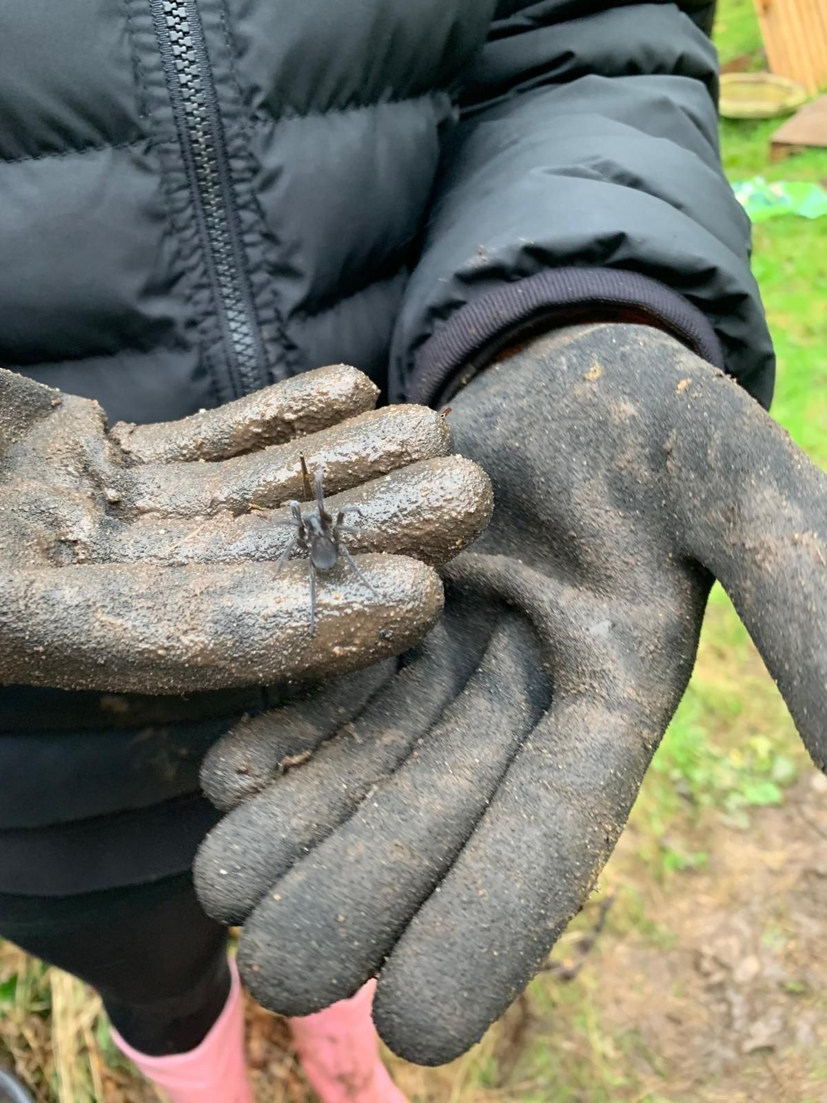 A person wearing black gloves is holding a small spider in their hand.