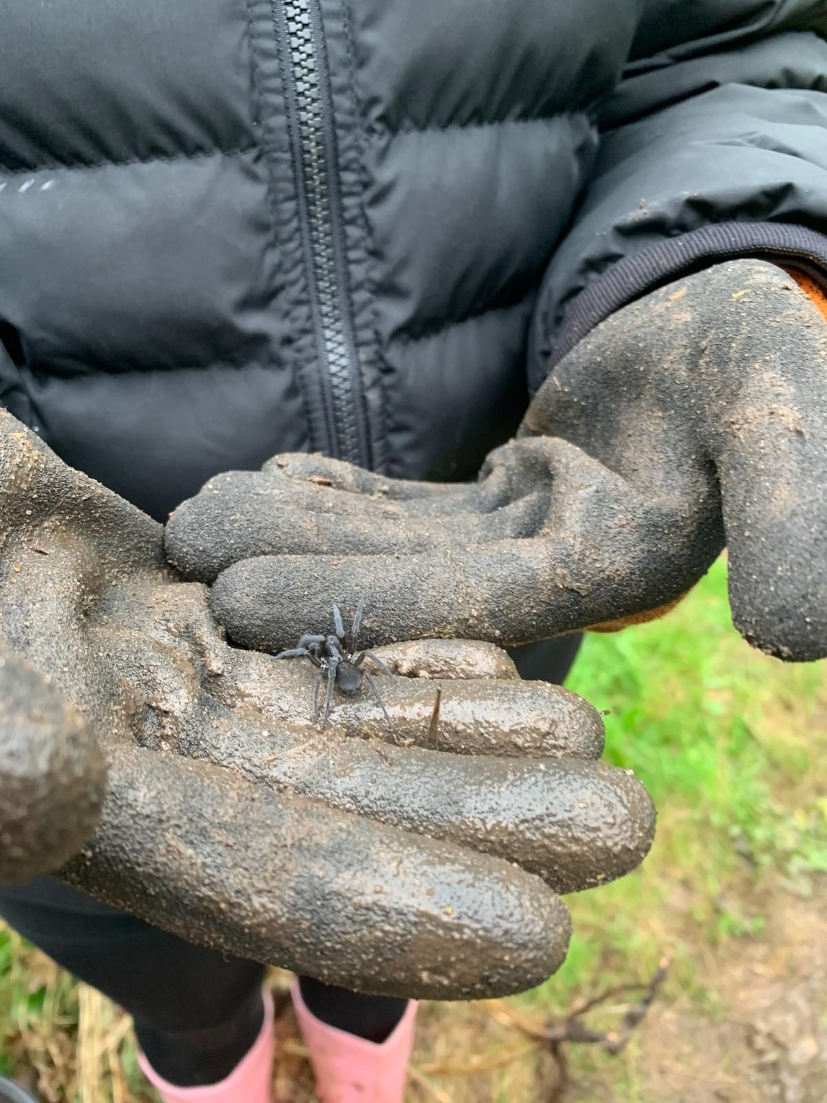 A person wearing black gloves is holding a small bug in their hands.