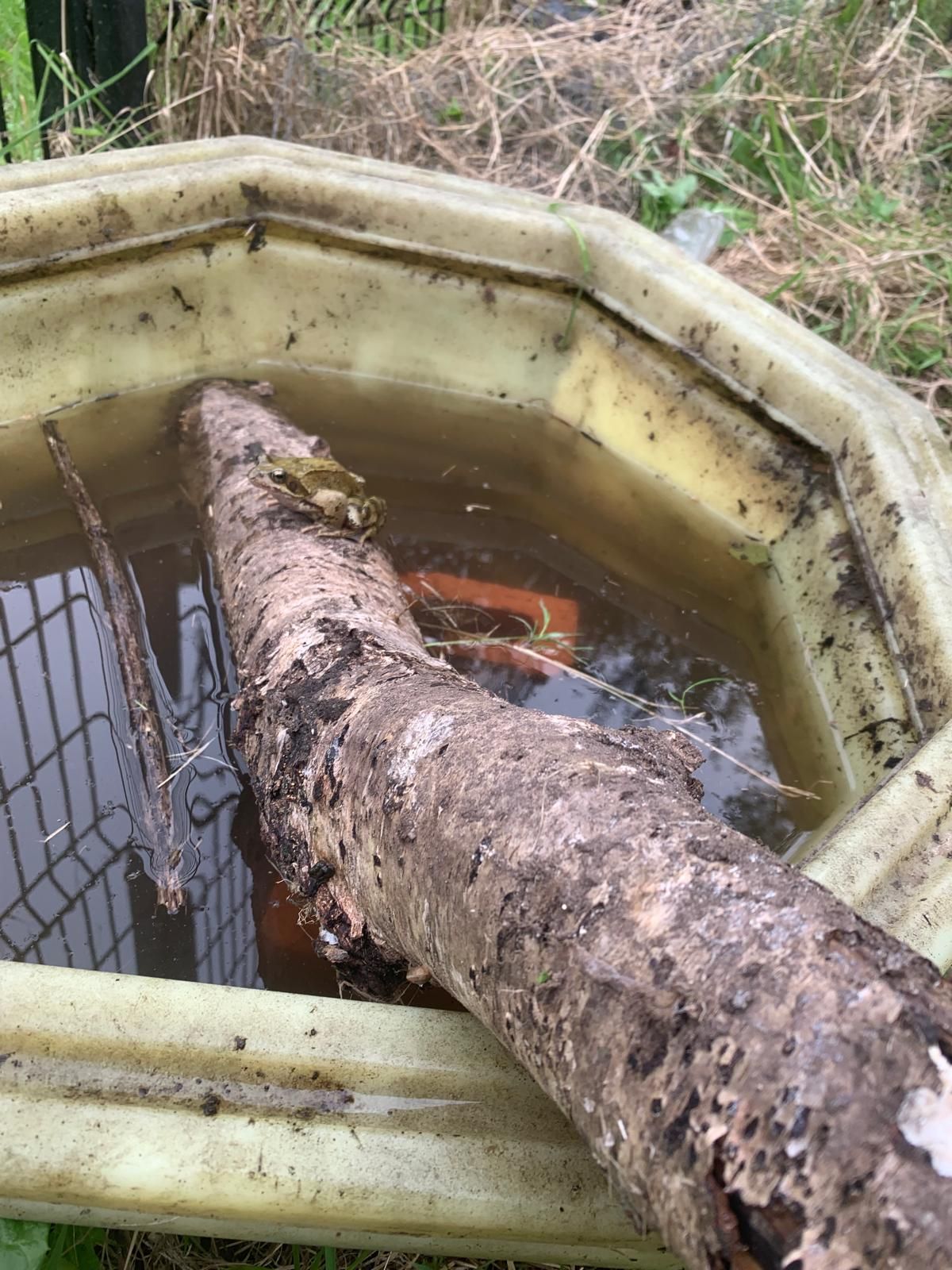A tree branch is sitting in a bucket of water.