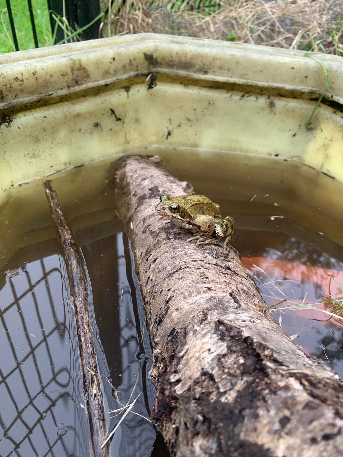 A frog is sitting on a log in a bucket of water.