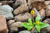 A small yellow flower is growing out of a pile of rocks.