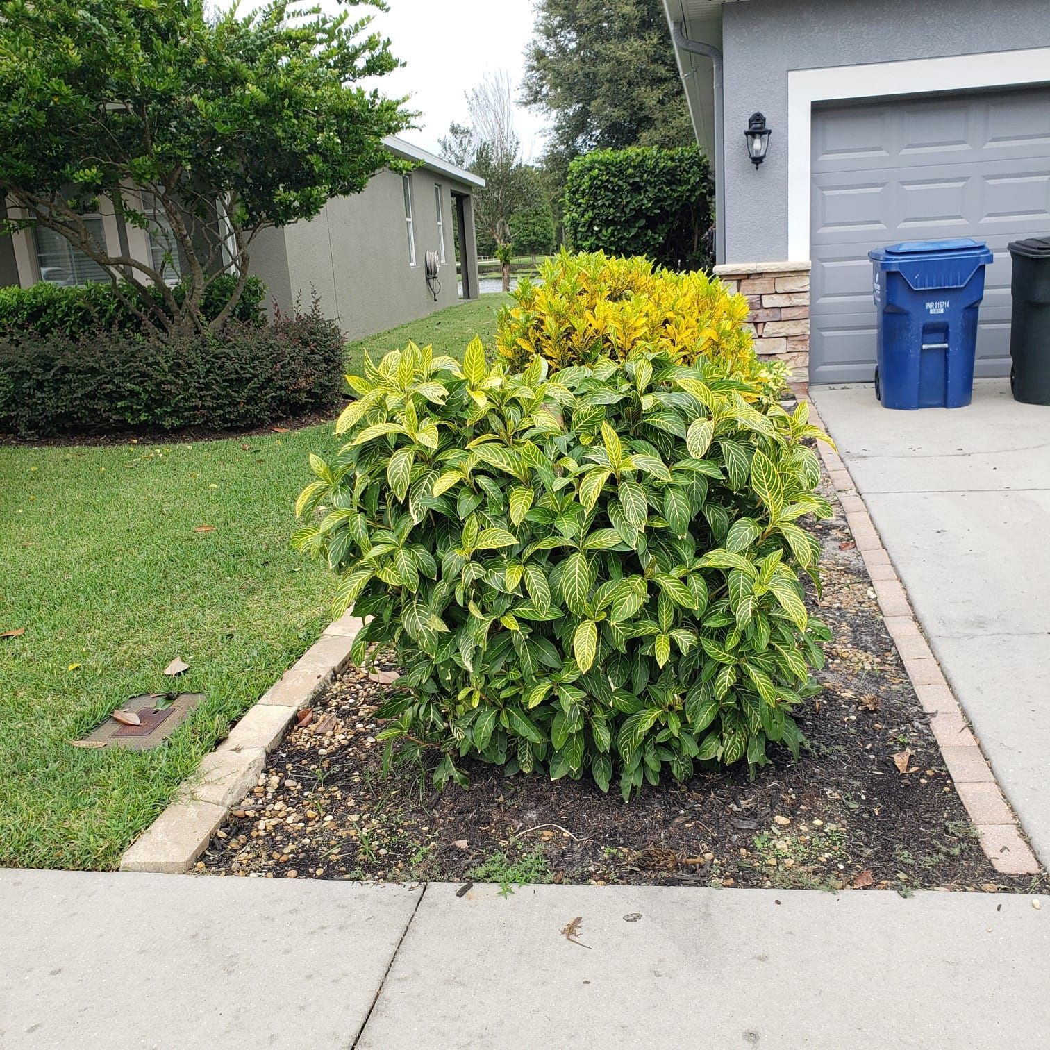A green and yellow spotted bush sits in front of a gray garage with a blue trash can.