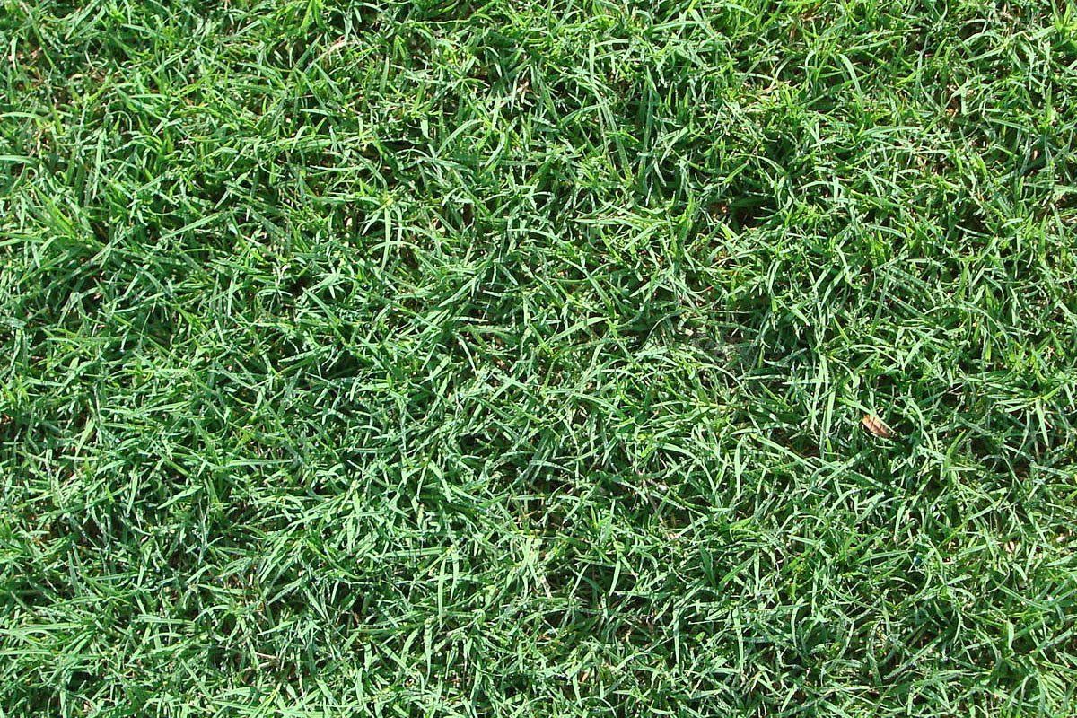 Common – Bermuda – Mata-Turf