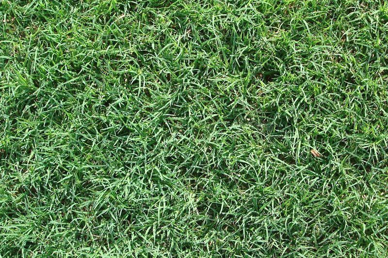 Common – Bermuda Grass — Houston, TX — Mata-Turf, Inc.