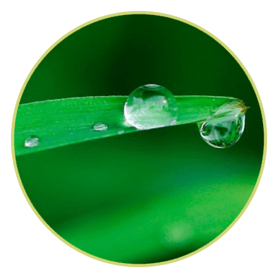Water Droplet On the Leaf — Houston, TX — Mata-Turf, Inc.