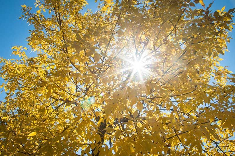 Yellow Leaves Of A Tree — Houston, TX — Mata-Turf, Inc.