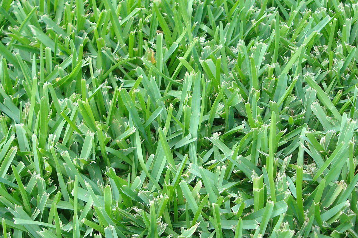 Floratam Grass — Houston, TX — Mata-Turf, Inc.