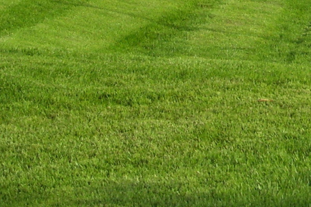 Jamur – Zoysia – Mata-Turf