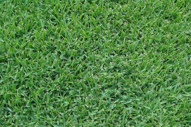 Palmetto St Augustine Mata Turf