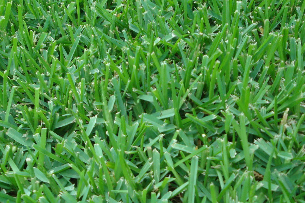 FJ Select Grass — Houston, TX — Mata-Turf, Inc.