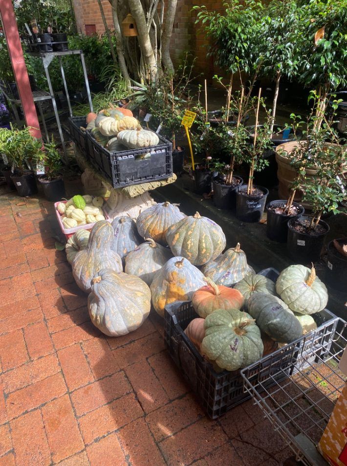 A Bunch of Pumpkins Are Sitting on Top of a Brick Floor — Wingham Nursery and Florist PTY Ltd In Wingham, NSW