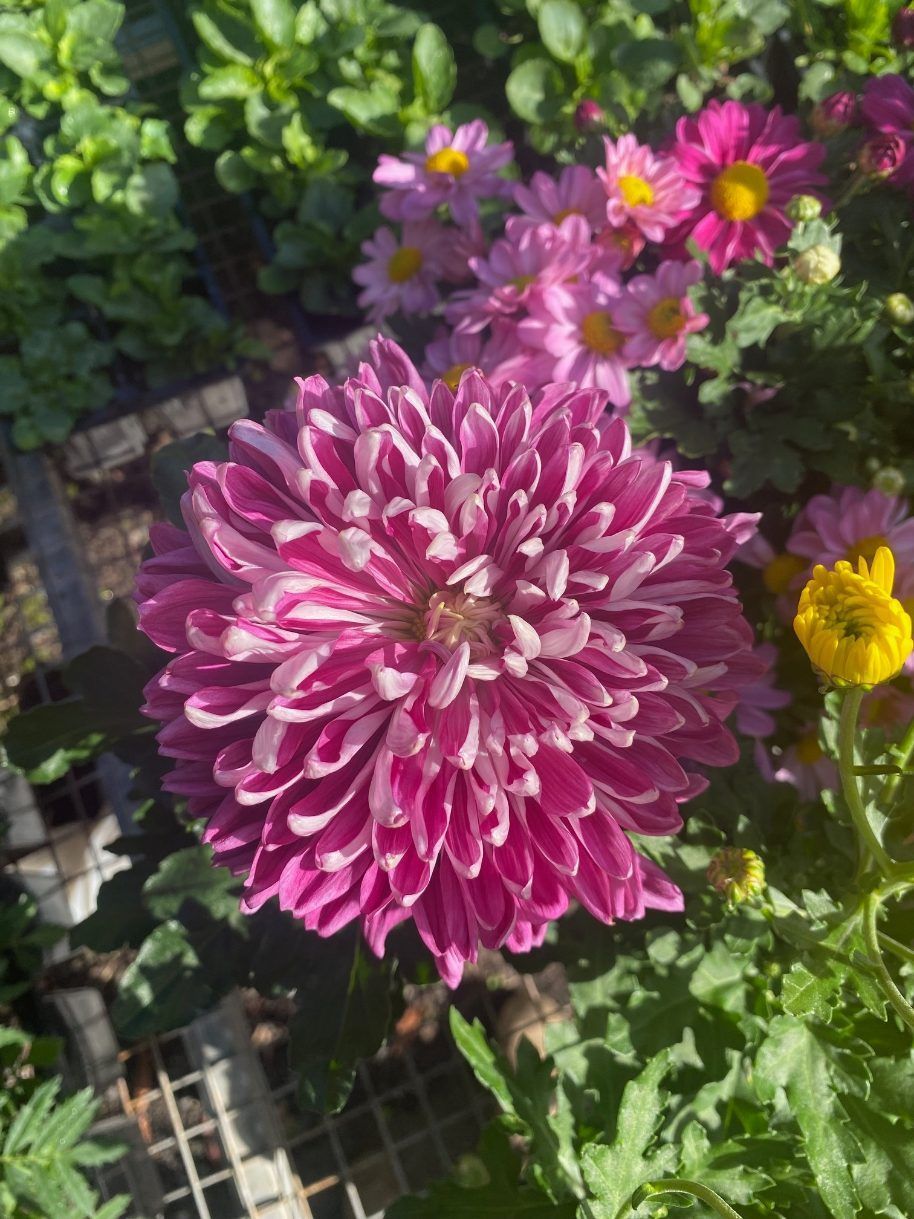 A Close Up of a Purple Flower in a Garden — Wingham Nursery and Florist PTY Ltd In Wingham, NSW