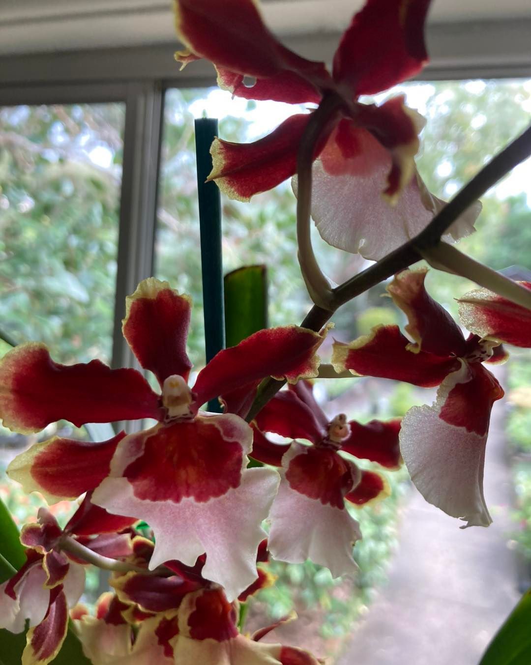A Close Up of a Red and White Flower in Front of a Window — Wingham Nursery and Florist PTY Ltd In Old Bar, NSW