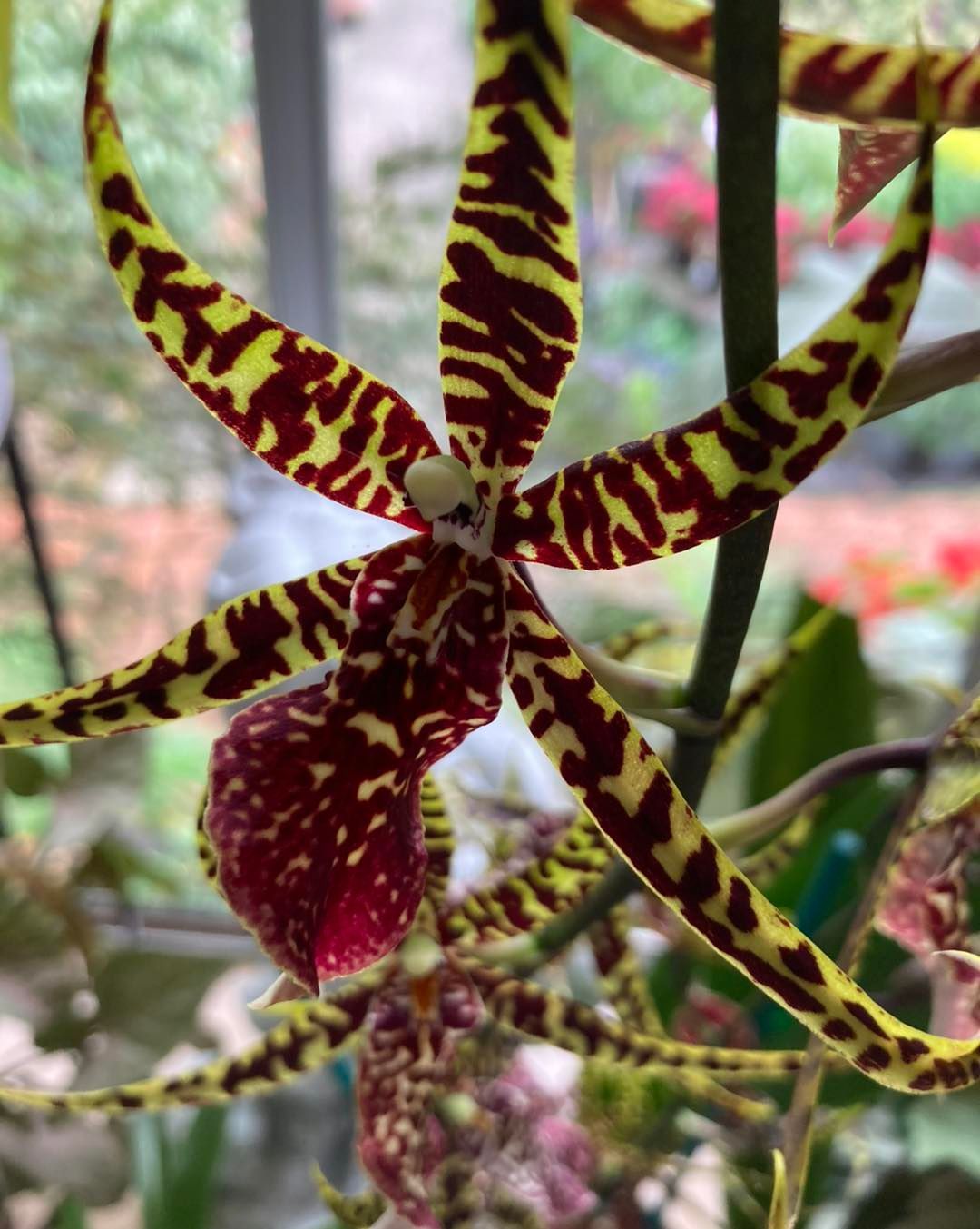 A Close Up of a Flower With Yellow and Red Stripes — Wingham Nursery and Florist PTY Ltd In Old Bar, NSW