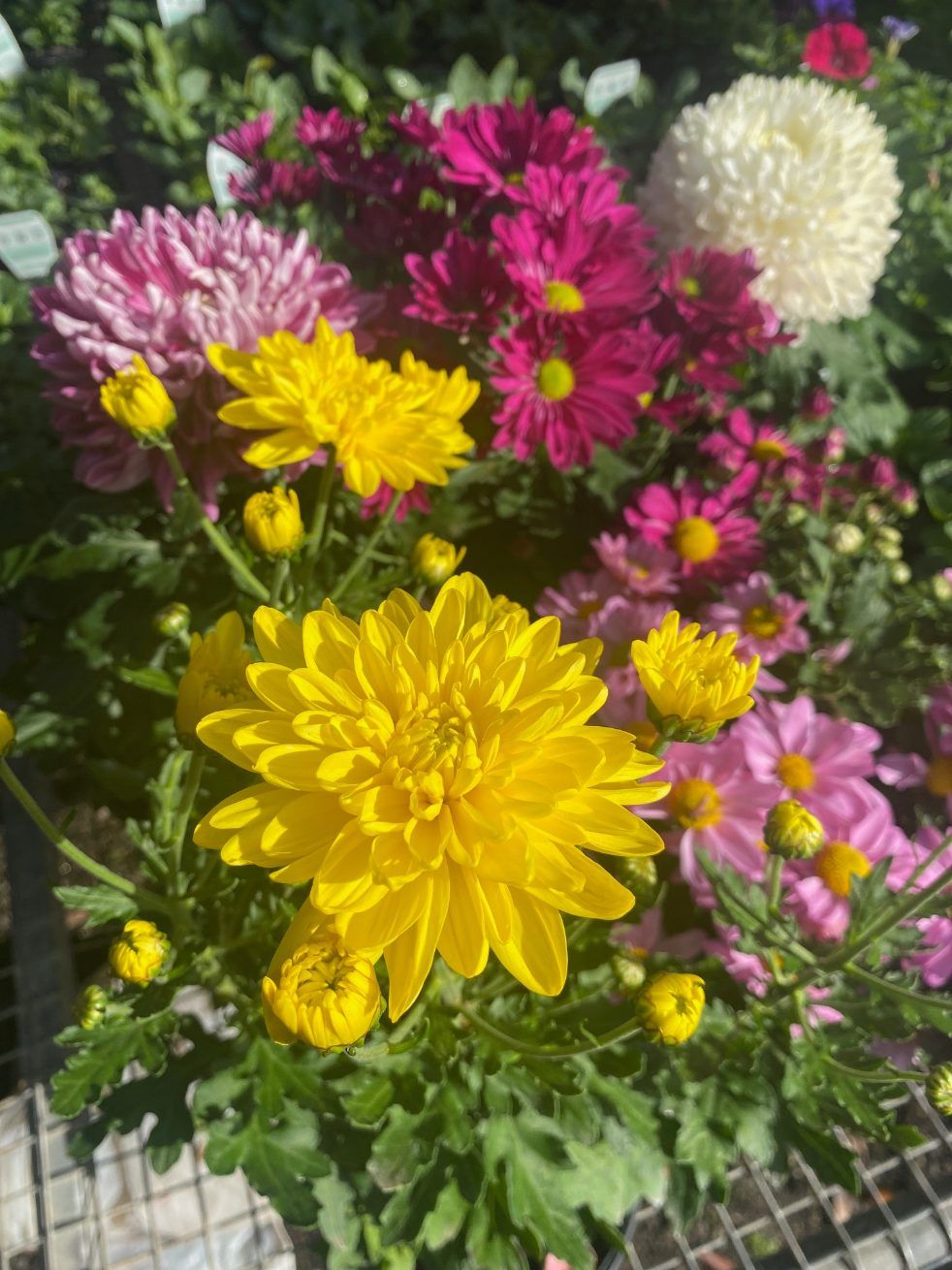 A Bunch of Different Colored Flowers Are Sitting on a Table — Wingham Nursery and Florist PTY Ltd In Diamond Beach, NSW