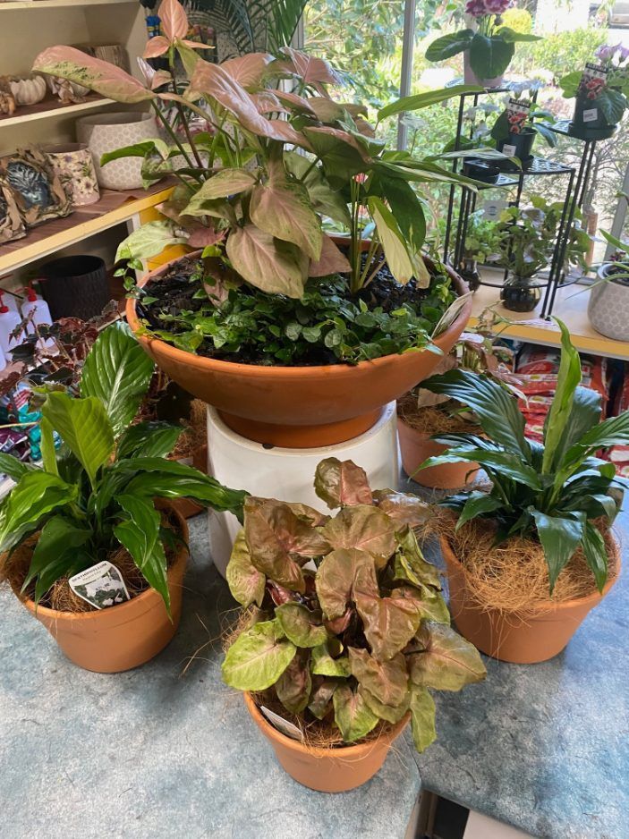 A Group of Potted Plants Sitting on Top of Each Other on a Table— Wingham Nursery and Florist PTY Ltd In Forster, NSW