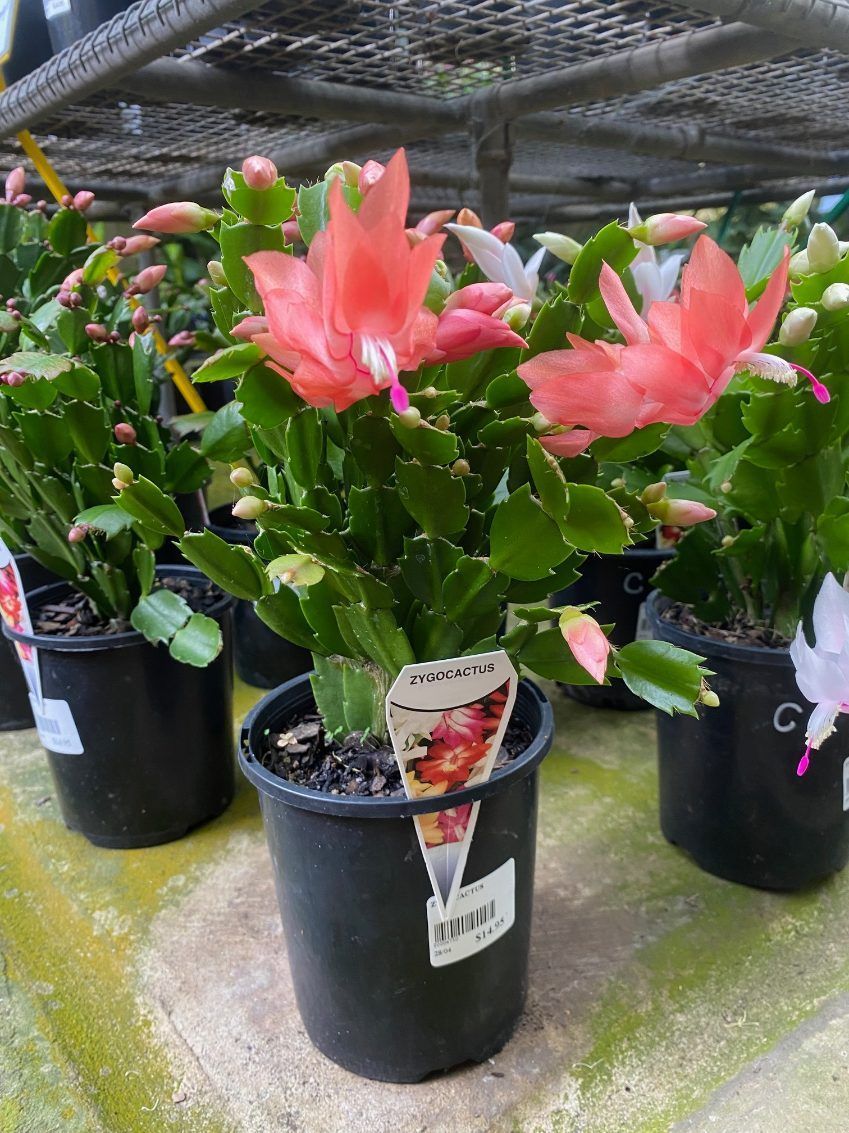 A Bunch of Potted Plants With Pink Flowers Are Sitting on a Table — Wingham Nursery and Florist PTY Ltd In Taree, NSW