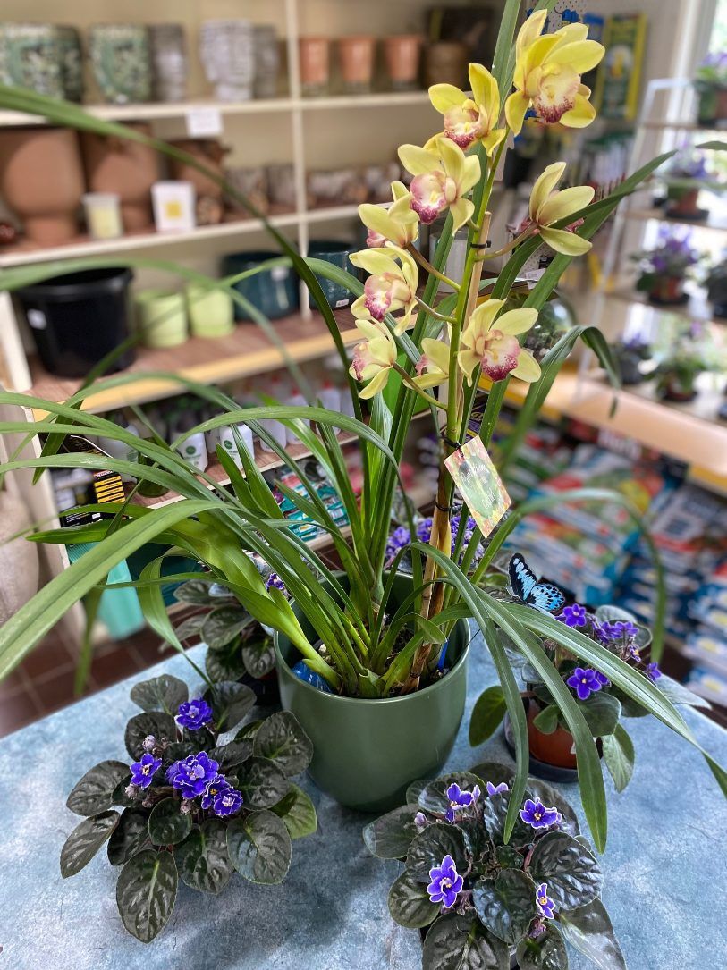 A Bunch of Potted Plants Are Sitting on a Table — Wingham Nursery and Florist PTY Ltd In Taree, NSW