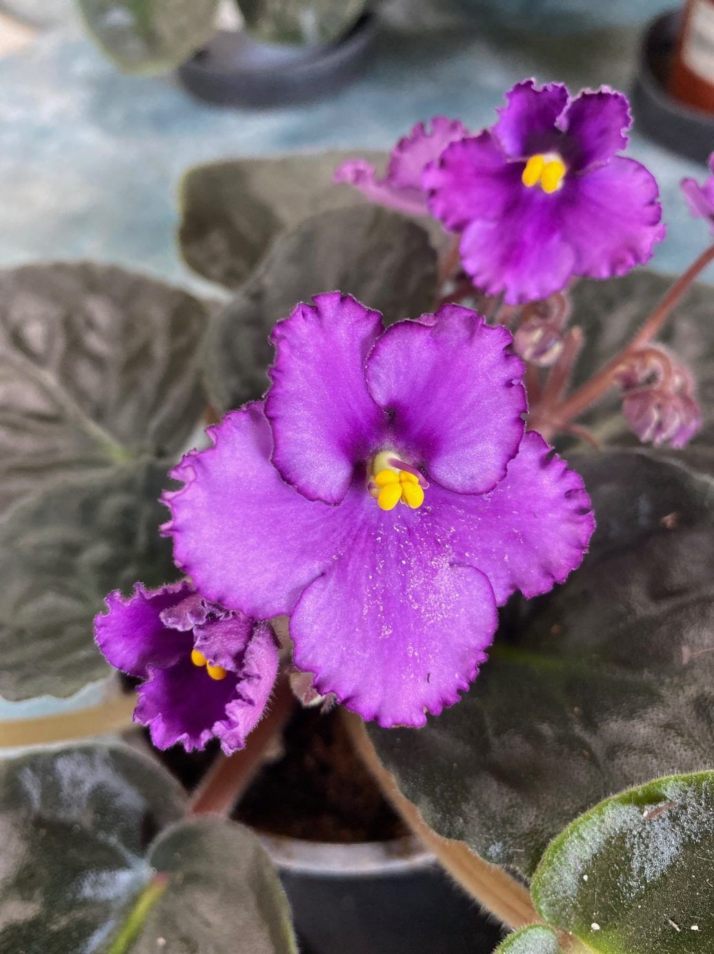 A Close Up of a Purple Flower With a Yellow Center — Wingham Nursery and Florist PTY Ltd In Gloucester, NSW