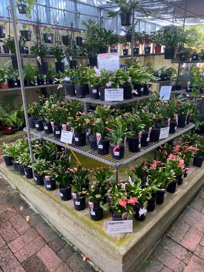 A Greenhouse Filled With Lots of Potted Plants and Flowers — Wingham Nursery and Florist PTY Ltd In Wingham, NSW