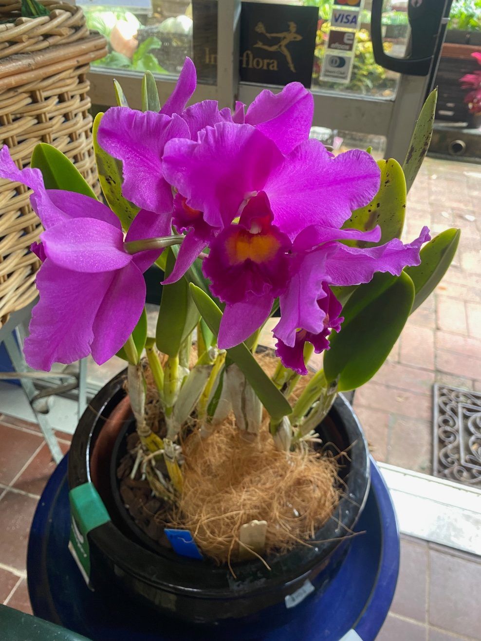 A Potted Plant With Purple Flowers and Green Leaves — Wingham Nursery and Florist PTY Ltd In Wingham, NSW