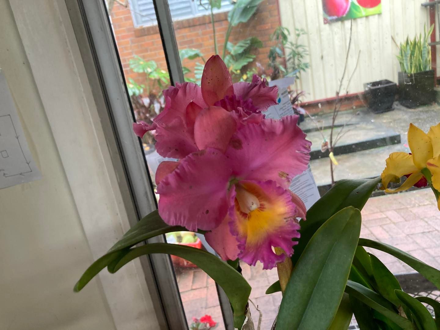 A Pink Flower With a Yellow Center is Sitting in Front of a Window — Wingham Nursery and Florist PTY Ltd In Wingham, NSW