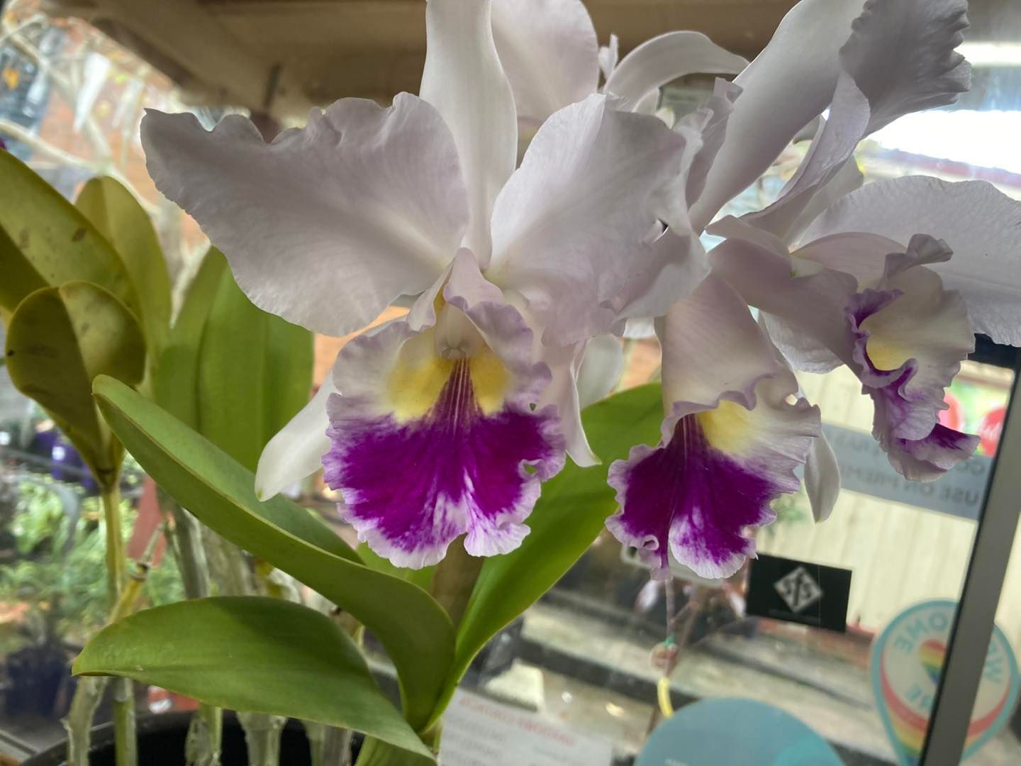 A Close Up of a White and Purple Flower With a Yellow Center — Wingham Nursery and Florist PTY Ltd In Wingham, NSW