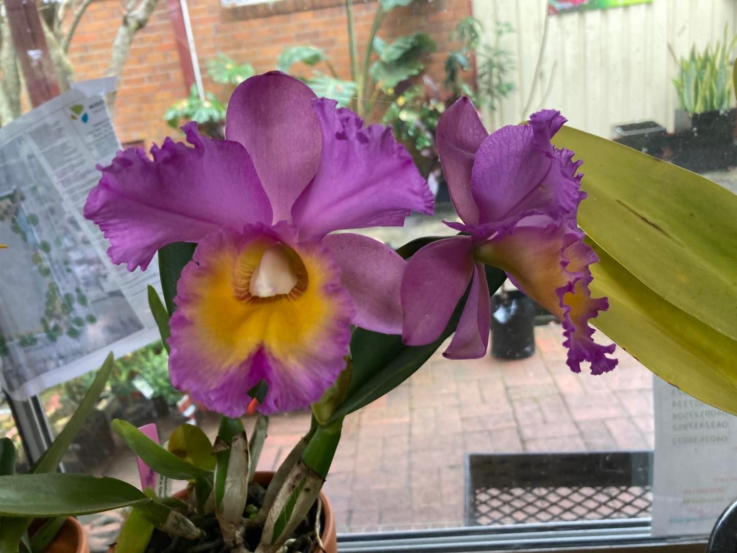 A Purple and Yellow Orchid is Sitting on a Window Sill — Wingham Nursery and Florist PTY Ltd In Wingham, NSW