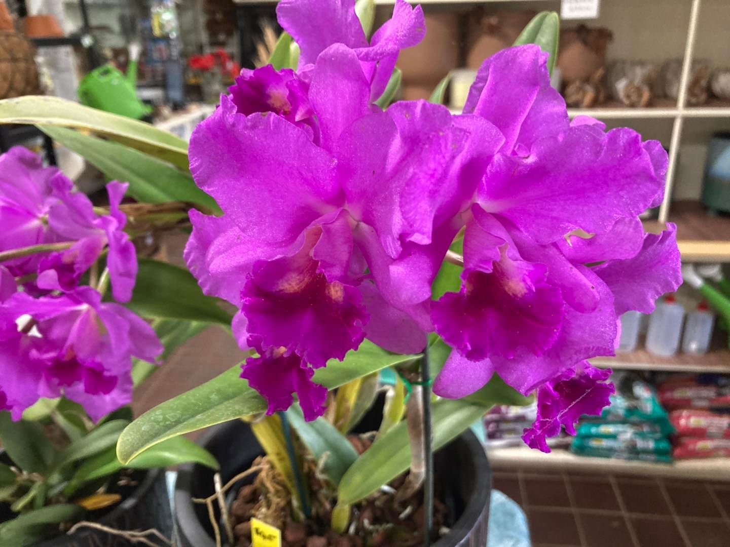 A Close Up of a Purple Flower in a Pot — Wingham Nursery and Florist PTY Ltd In Wingham, NSW