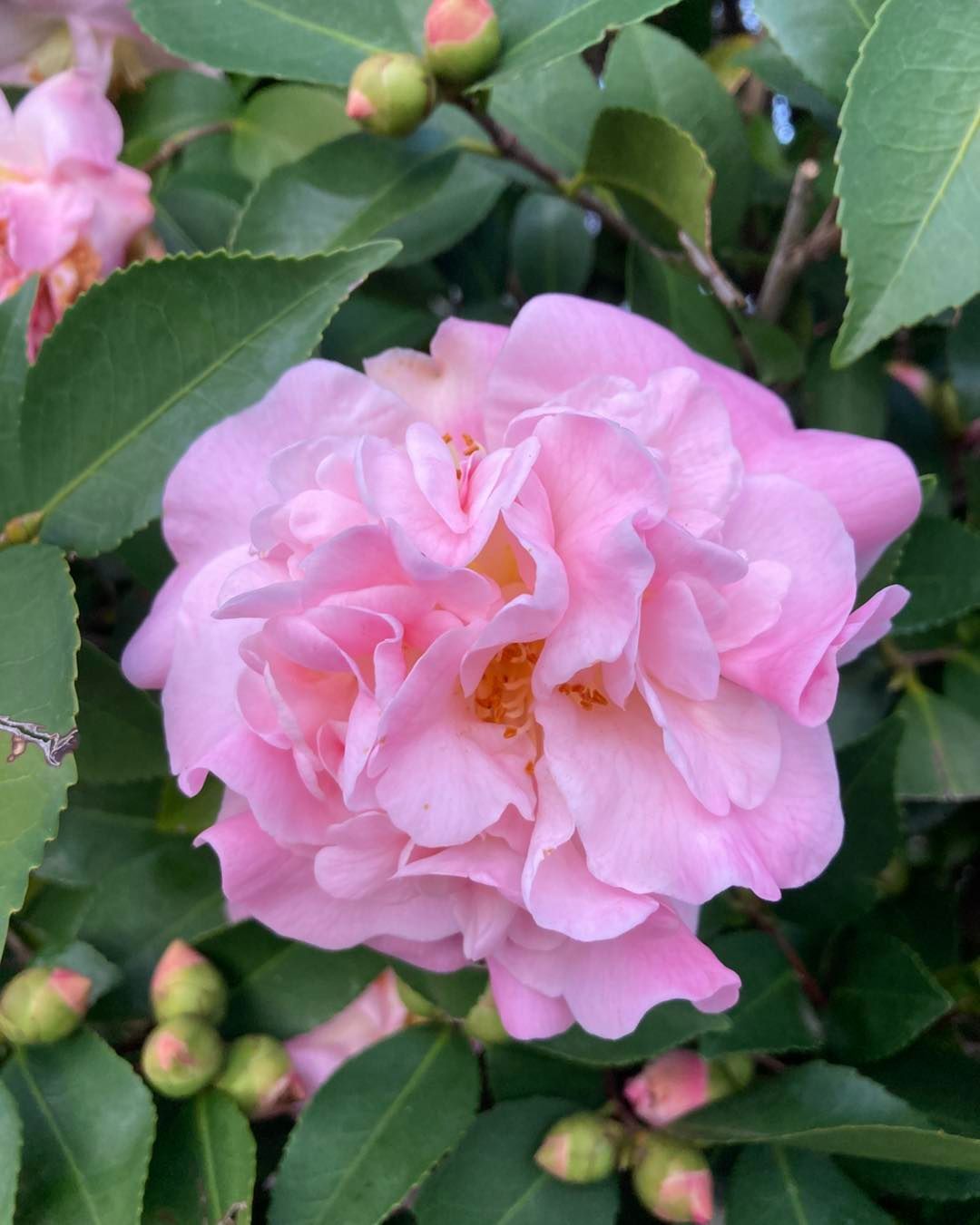 A Close Up of a Pink Flower Surrounded by Green Leaves — Wingham Nursery and Florist PTY Ltd In Wingham, NSW