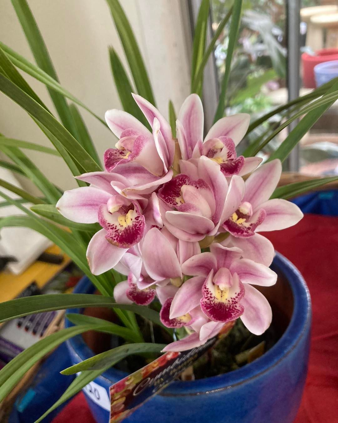 A Bunch of Pink Flowers in a Blue Pot — Wingham Nursery and Florist PTY Ltd In Wingham, NSW